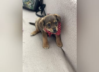 PETER - kleiner Herzensbrecher