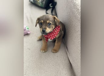 PETER - kleiner Herzensbrecher