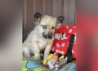 LUPIN - einäugiger Schatz sucht seine Menschen