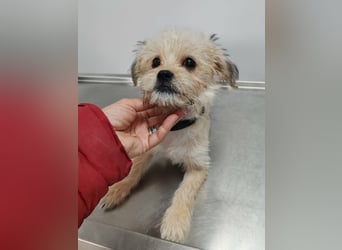 PIXEL - Traumzuhause gesucht