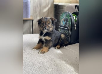 PENNY - kleine Zuckermaus