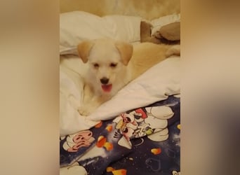 LUIS - kleiner Hundebub