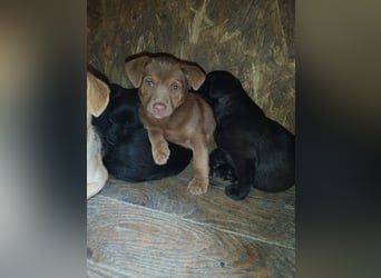 LEVON - darf er mit dir die Welt entdecken?