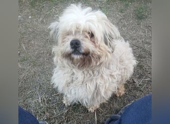 HAROO - liebevoller Zottel