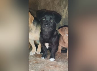 LORIS - Traumzuhause gesucht