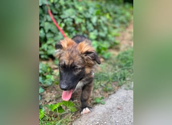 COOPER - verspielter Schatz