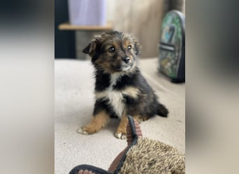 PENNY - kleine Zuckermaus