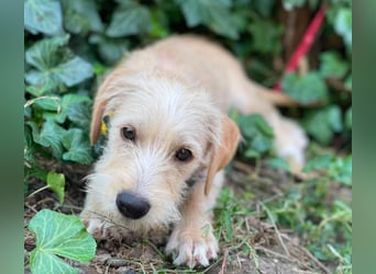 DAISY - verspieltes Hundemädchen