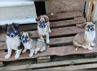 ZOLLY - Zuckerbub sucht seine Menschen