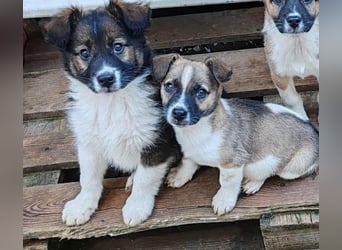 ZERINE - kleine Frohnatur *reserviert*