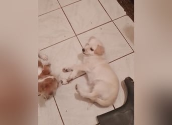 LUIS - kleiner Hundebub