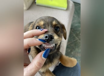 PETER - kleiner Herzensbrecher