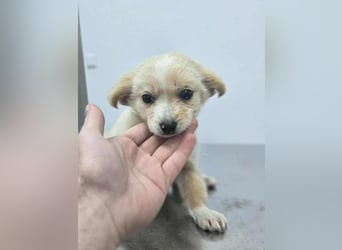 MAGGIE - kleine Hundedame