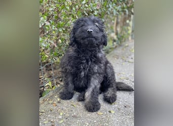 JAKE - süßer Zottel sucht seine Menschen *reserviert*