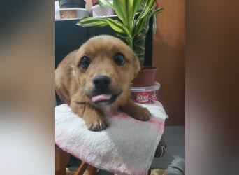 TOTO - kleine Frohnatur