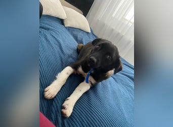 BONO - sucht sein Für-immer-Zuhause