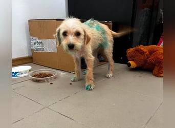 DAISY - verspieltes Hundemädchen