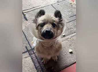 LUPIN - einäugiger Schatz sucht seine Menschen