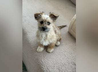 PEANUT - kleine Frohnatur sucht ihre Menschen