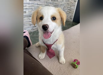 PERRY - kleiner Zuckerbub *reserviert*