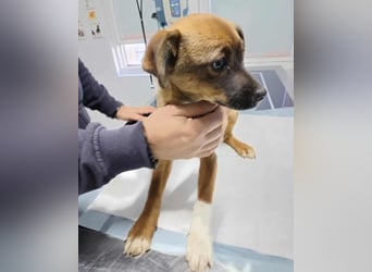 DORA - süßes Hundemädchen