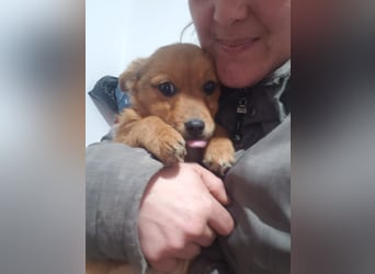 TOTO - kleine Frohnatur