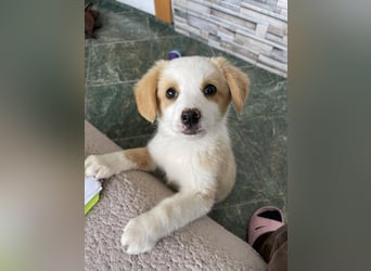 PERRY - kleiner Zuckerbub *reserviert*