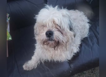 HAROO - liebevoller Zottel