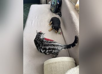 POLLY - kleine Herzensdame