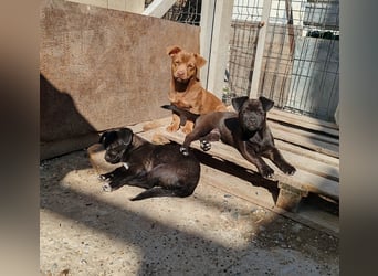 LILLA - schwarze Schönheit