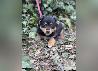 POLLY - kleine Herzensdame