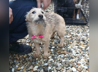 KARMA - kleines fröhliches Mädchen