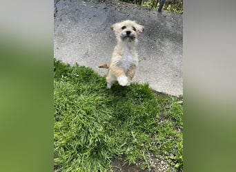 PEANUT - kleine Frohnatur sucht ihre Menschen