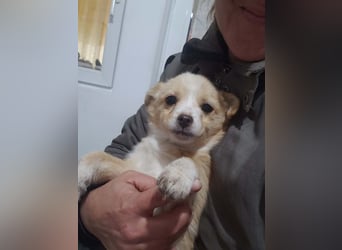 FIFI - kleine Zaubermaus