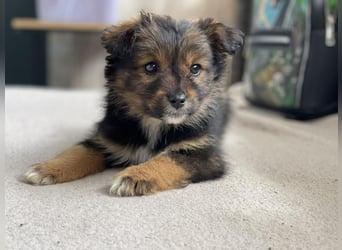 PENNY - kleine Zuckermaus