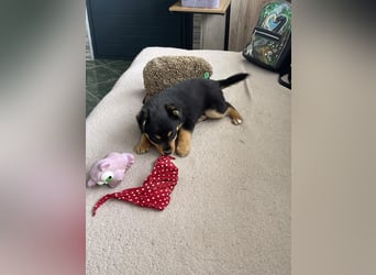 POLLY - kleine Herzensdame