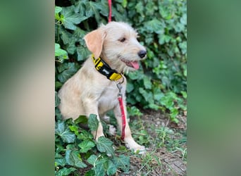DAISY - verspieltes Hundemädchen