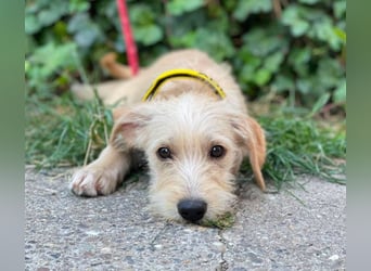 DAISY - verspieltes Hundemädchen