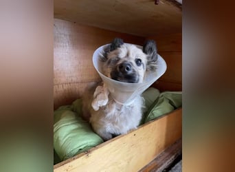 LUPIN - einäugiger Schatz sucht seine Menschen