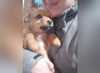 TOTO - kleine Frohnatur