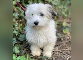 SNOWY - braucht ein eigenes Körbchen