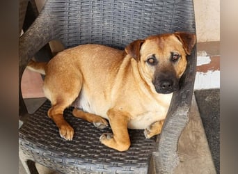 TEDDY - liebevoller Hundebub