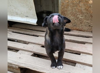 LORIS - Traumzuhause gesucht