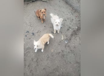 FIFI - kleine Zaubermaus