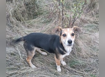 MOLLY - kleine Herzensdame