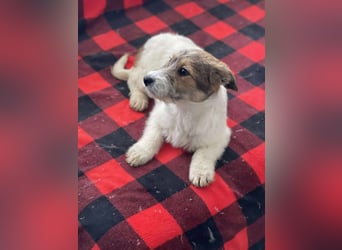 BRODIE - ist bereit für Abenteuer