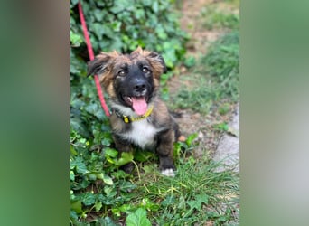 COOPER - verspielter Schatz