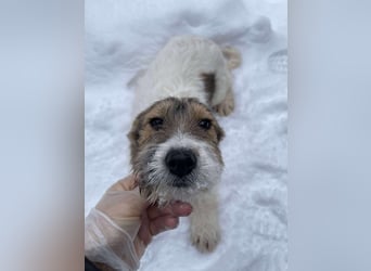 BRODIE - ist bereit für Abenteuer