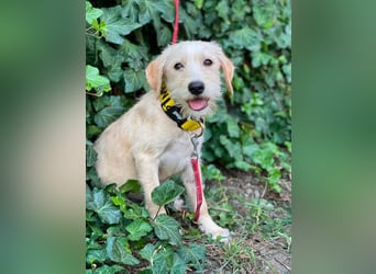 DAISY - verspieltes Hundemädchen