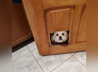 PIXEL - Traumzuhause gesucht